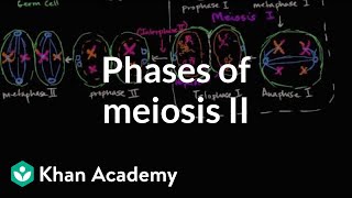 Phases of meiosis II  Cells  MCAT  Khan Academy [upl. by Bibbye]