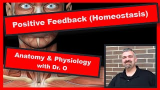 Positive Feedback in Homeostasis Anatomy and Physiology [upl. by Aisemaj277]