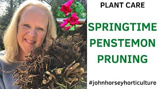 HOW TO PRUNE PENSTEMON IN SPRING  BEST WAY TO PRUNE PENSTEMON [upl. by Malcah]