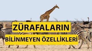 Zürafalar Ses Çıkartabilirmi [upl. by Shellans]