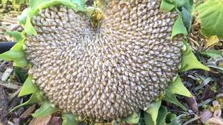 When and How to Harvest Sunflower Seed Heads [upl. by Ahsinav]