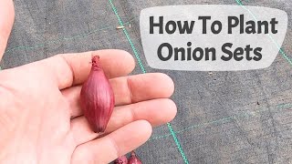 How To Plant Onion Sets On A UK allotment [upl. by Eugenio]