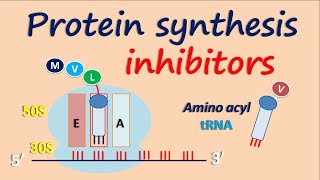 Protein synthesis inhibitors [upl. by Ehrlich]