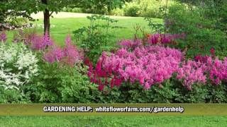 Cornerstone Astilbe Collection from White Flower Farm [upl. by Sisco]