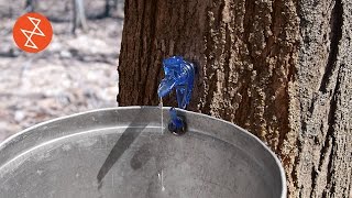 Making Maple Syrup  Où se trouve Garland Sugar Shack [upl. by Alram686]