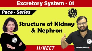 Excretory System 01  Chapter 19  Structure of Kidney and Nephron  Class 11  NEET  Pace Series [upl. by Pepi]