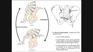 The Sacroiliac Joint  Sacral Nutation and Counternutation [upl. by Aneelahs]