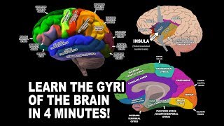 GYRI OF THE BRAIN  LEARN IN 4 MINUTES [upl. by Pippo]