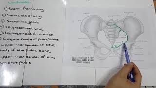 8 Landmarks of Pelvis Explained [upl. by Adamski257]