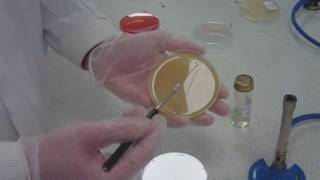 How to streak plating for microbiology take 5 [upl. by Terraj]