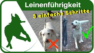 LEINENFÜHRIGKEIT dem Hund in 3 SCHRITTEN das Leine ziehen abgewöhnen  ganz einfach [upl. by Dahsra499]