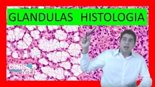 GLÁNDULAS HISTOLOGÍA explicado FÁCIL ✅ 2019 [upl. by Thurlough]