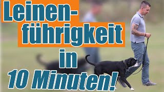 Der Trainereffekt  Leinenführigkeit in 10 Minuten [upl. by Vedis846]