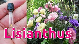 How to Grow Lisianthus from Seeds [upl. by Bartosch]