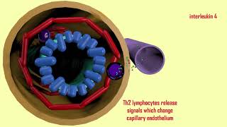 eosinophils in asthma [upl. by Adrianne27]