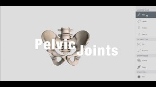 Joints Of Pelvis  Anatomy [upl. by Luapnhoj]