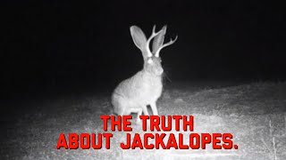 Are Jackalopes Real  The Truth About Jackalopes [upl. by Namsu]