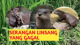 CARA MENGATASI SERANGAN LINSANG [upl. by Etom]