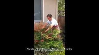 Nandina Gulf Stream Compacta Pruning [upl. by Etnor]