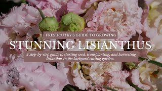 How to Grow Lisianthus for the Cut Flower Garden [upl. by Savage]