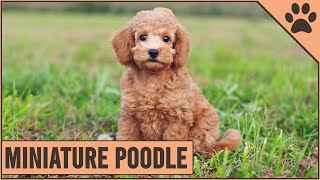 Miniature Poodle  Medium Size Poodle Version [upl. by Binnie]