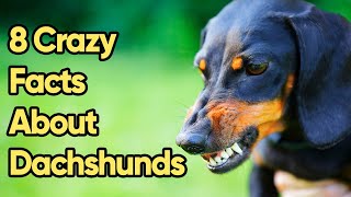 8 Crazy Facts About Dachshunds You Need To Know [upl. by Mcspadden]