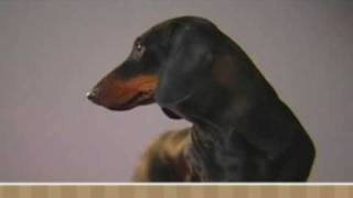 Meet the Breed  Dachshund [upl. by Resay]