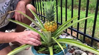 Pineapples 101 Everything You Need To Grow The Best Pineapples Ever [upl. by Behlau]