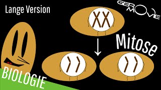 ► Mitose  verständlich erklärt  Lange Version [upl. by Itsuj]