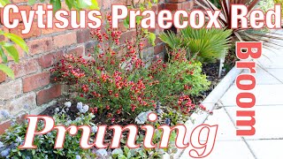 Red Broom Cytisus Praecox pruning video How to in my walled garden English [upl. by Euqinor]