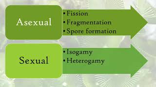 Reproduction in Algae [upl. by Manuela]