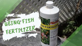 Using Fish Fertilizer on Vegetables [upl. by Hekker]