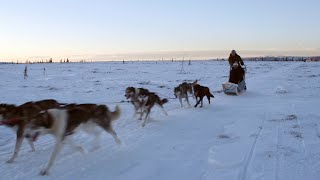 DOG SLED TRAINING WITH ALASKAN HUSKIES [upl. by Ihdin947]