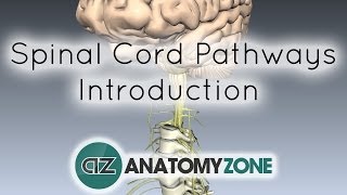 Spinal PathwaysTracts  Part 1  Introduction  Anatomy Tutorial [upl. by Tonjes928]