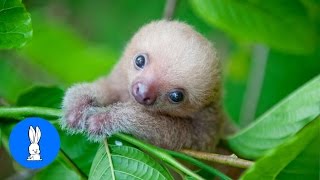 Baby Sloths Being Sloths  FUNNIEST Compilation [upl. by Randall]