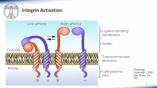 6 WBC Extravasation [upl. by Otipaga710]