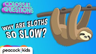 Why Are Sloths So Slow  COLOSSAL QUESTIONS [upl. by Ennaer]