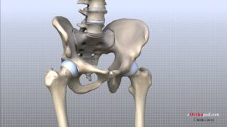 Hip Anatomy Animated Tutorial [upl. by Yral940]