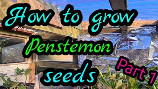 How to grow penstemon from seed part 1 Guaranteed results every time [upl. by Kaylyn]