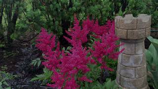 Astilbe Plant Profile [upl. by Shanan]