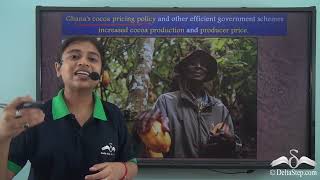 Africa Cocoa Cultivation In GhanaProblems amp Remedies [upl. by Enyehc]