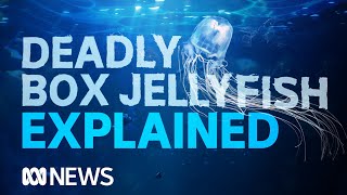 Box jellyfish The worlds most venomous creature takes another life  ABC News [upl. by Ahsael754]