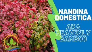 NANDINA DOMESTICA  Heavenly Bamboo  Plant Spotlight [upl. by Beaver664]