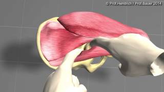 Künstliche Hüfte  minimalinvasive OP Langversion von Prof Christian Hendrich [upl. by Wailoo]