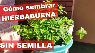 Sembrar HIERBABUENA en maceta SIN semilla [upl. by Vachill]