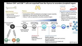 Lecture 4b T Cell Development [upl. by Mastat]