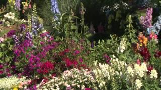 Delphinium Southern Gardening TV April 25 2012 [upl. by Eciuqram722]