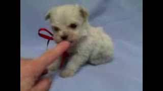 Micro teacup maltipoo puppy for sale [upl. by Dremann]