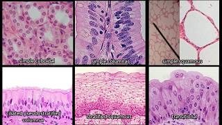 Identifying Epithelium  Review and Practice Questions [upl. by Lisandra190]