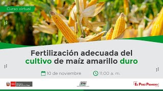 Fertilización adecuada del cultivo de maíz amarillo duro [upl. by Richma]